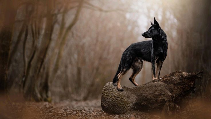 Professional K9 dog training in California — Belgian Malinois and German Shepherd working dogs