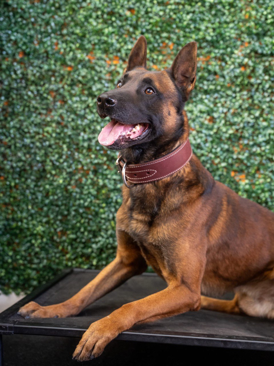 Bella - High-drive Belgian Malinois female available for personal protection work