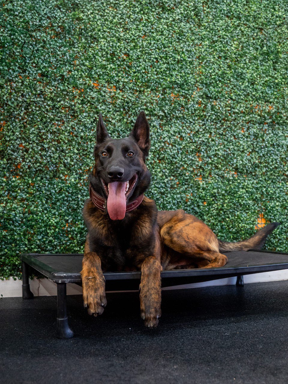 Zeus - Fully trained adult German Shepherd male available for purchase in California