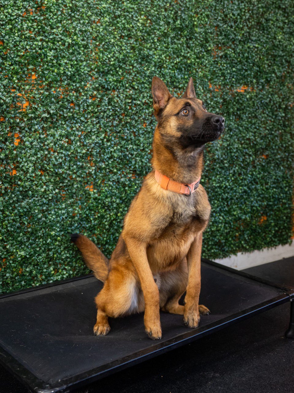 Kira - Socialized Belgian Malinois female trained for service and protection work