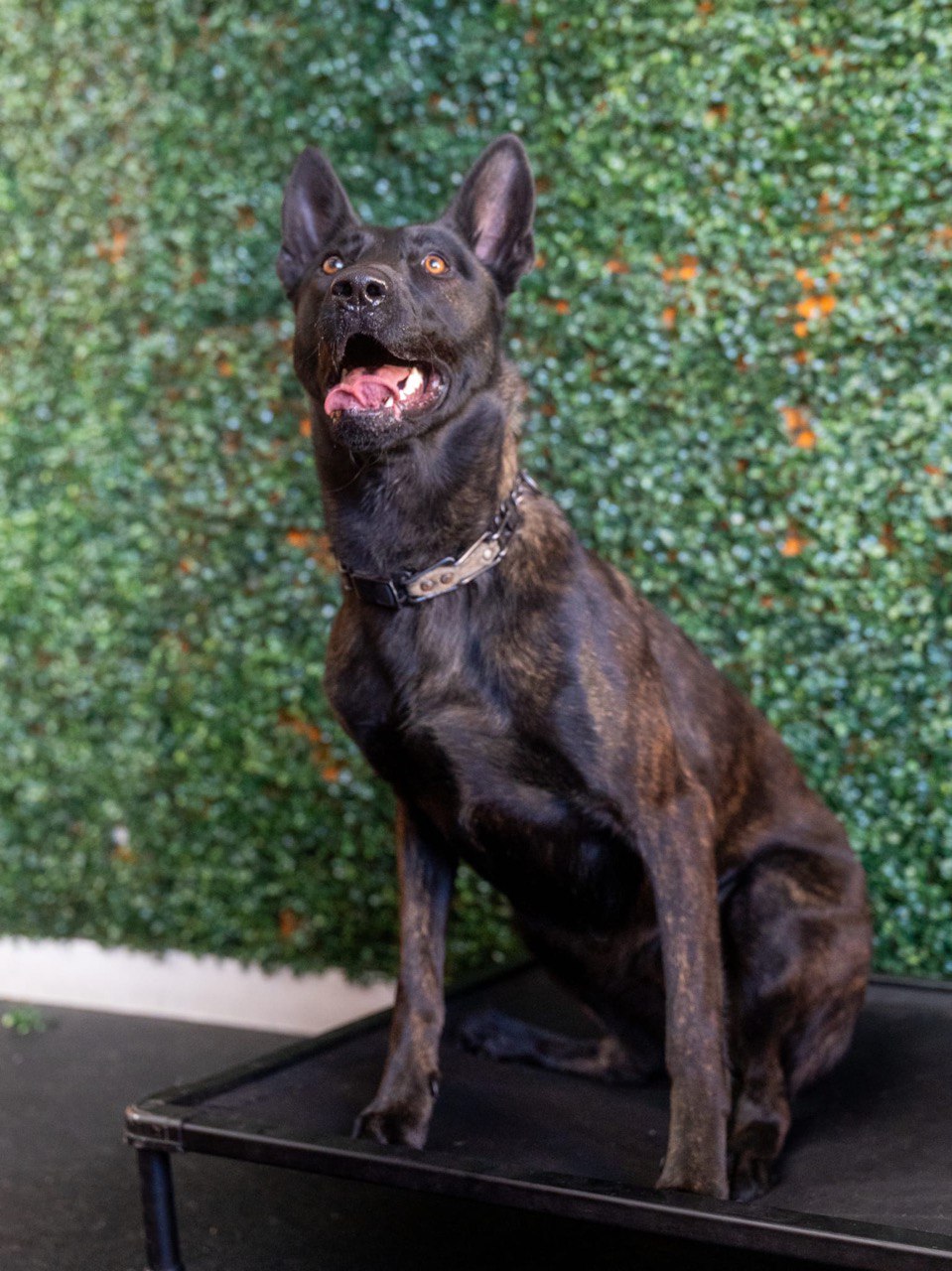 Thor - Elite German Shepherd working dog with high-level obedience foundations